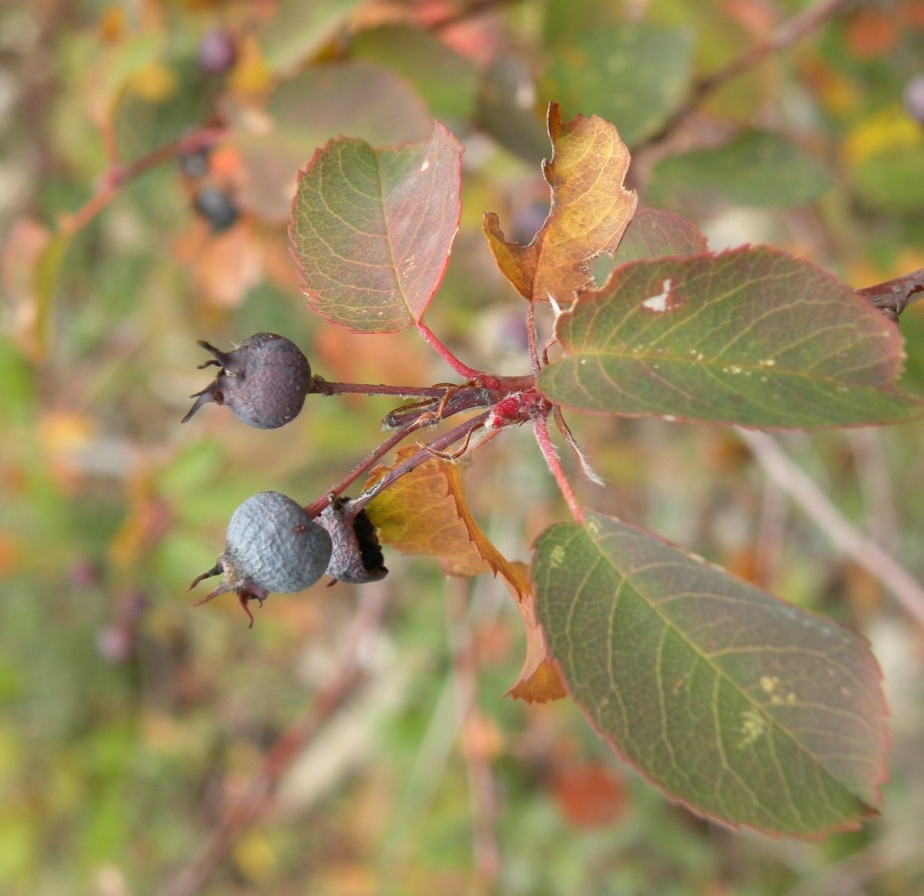 Изображение особи Amelanchier ovalis.