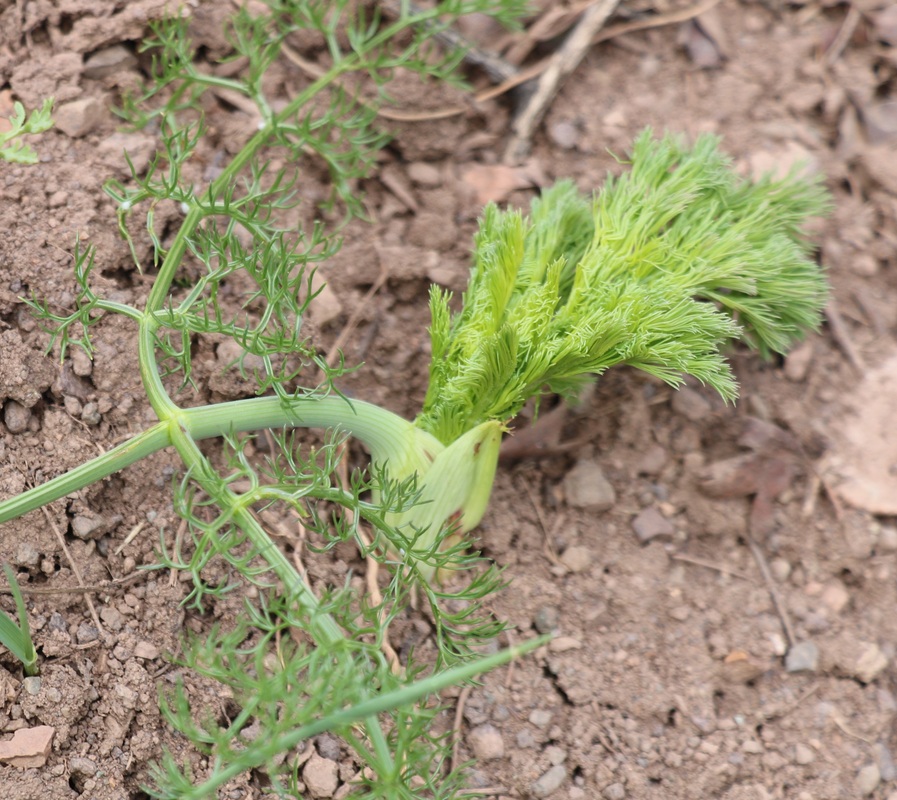 Image of familia Apiaceae specimen.