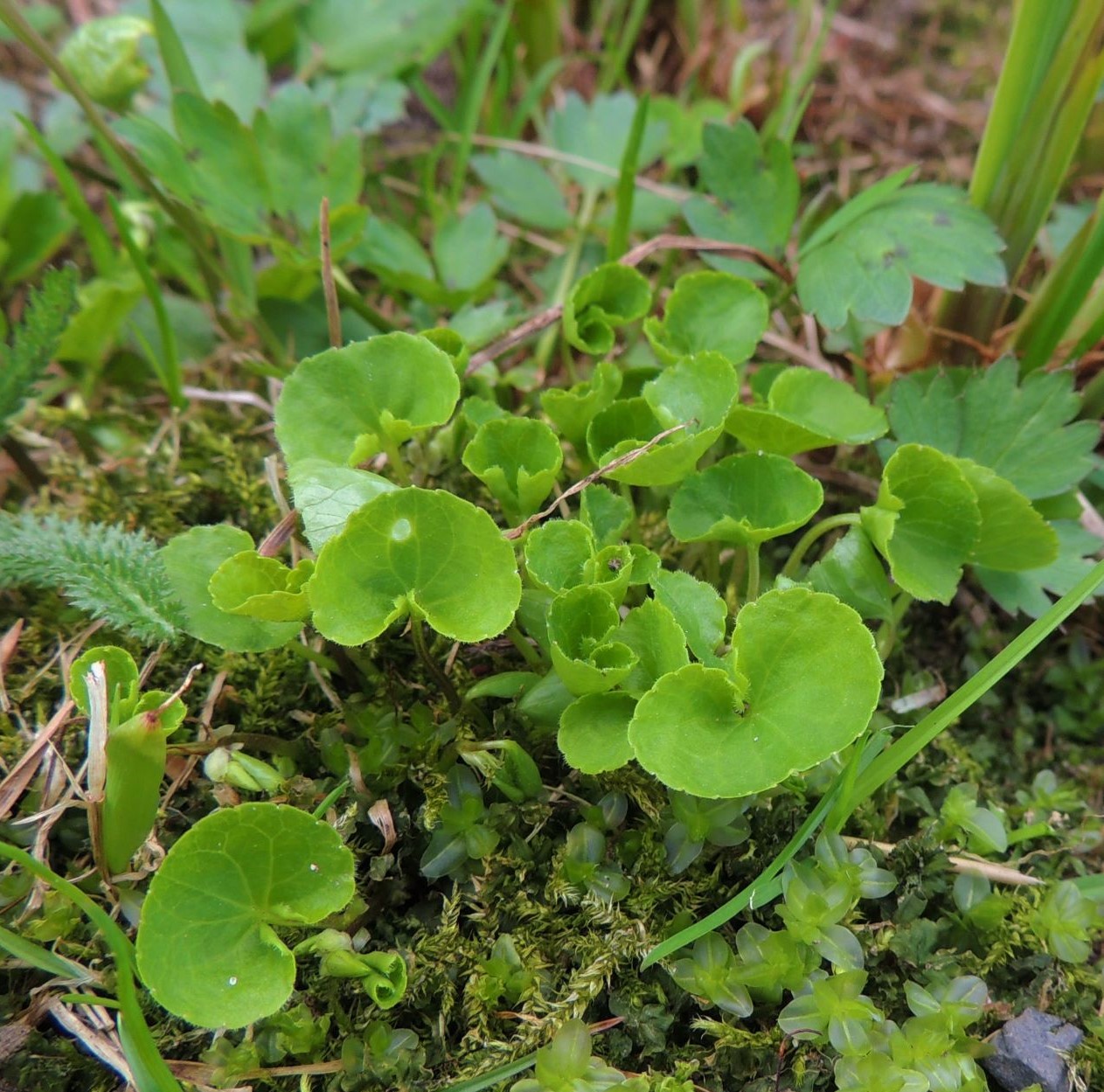 Image of Viola biflora specimen.