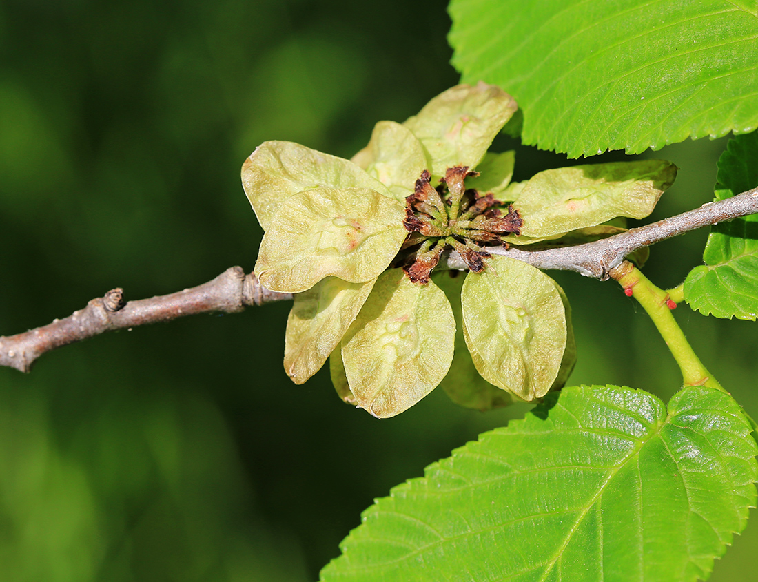 Image of Ulmus laciniata specimen.