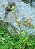 Mimulus guttatus