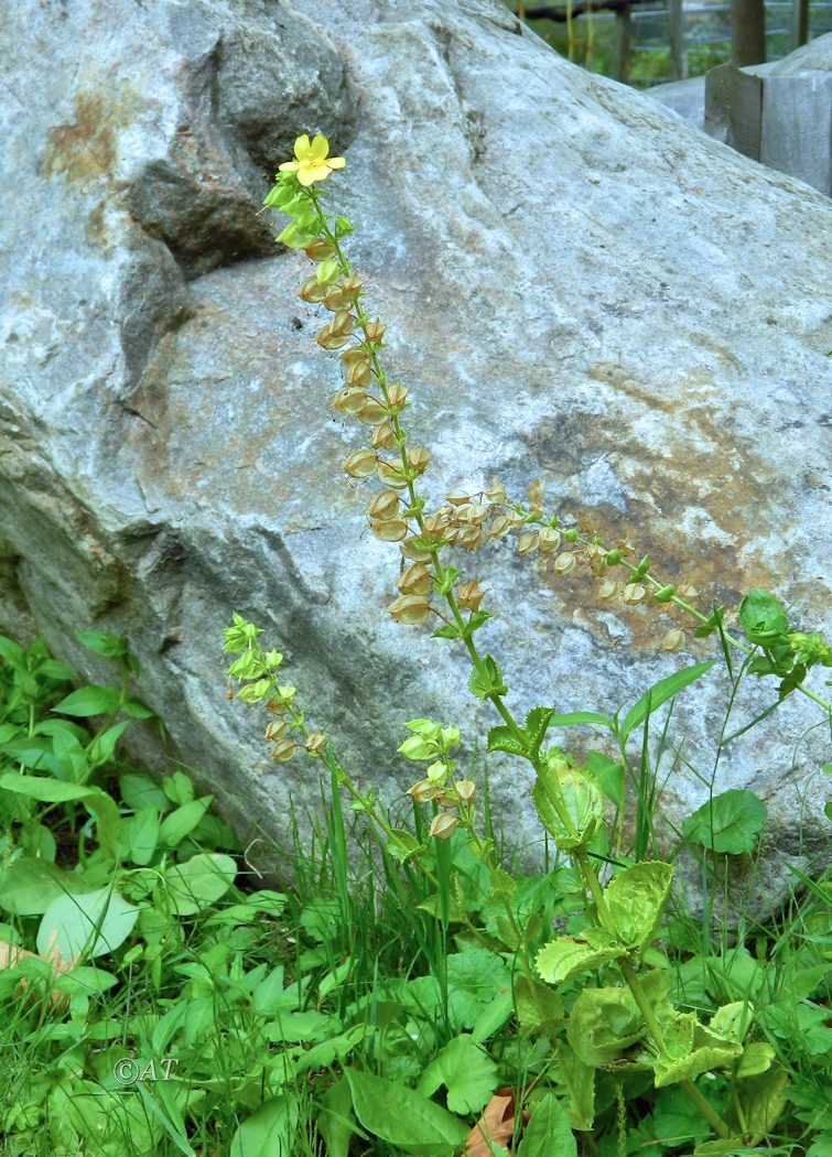 Изображение особи Mimulus guttatus.