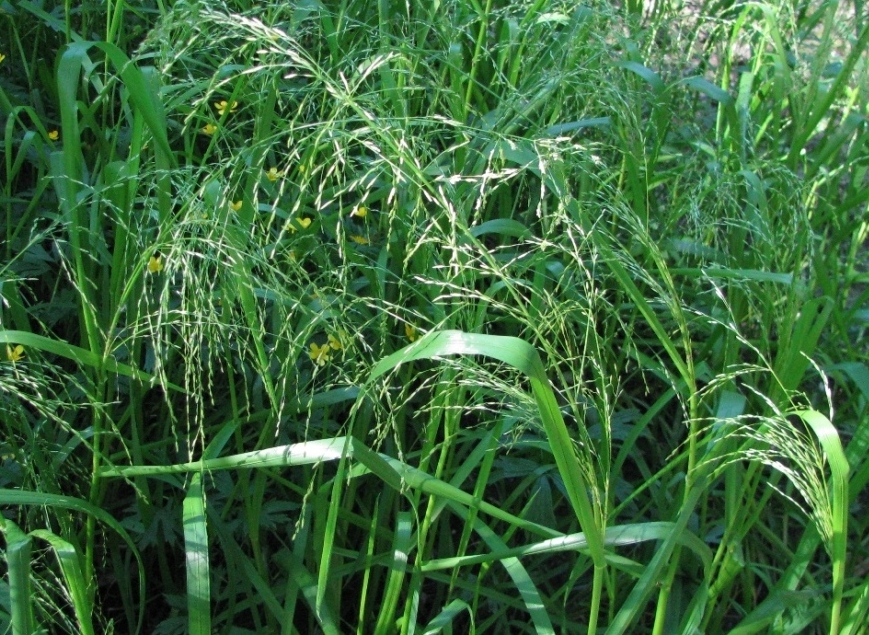 Image of Glyceria lithuanica specimen.