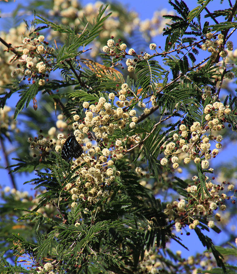 Image of familia Fabaceae specimen.