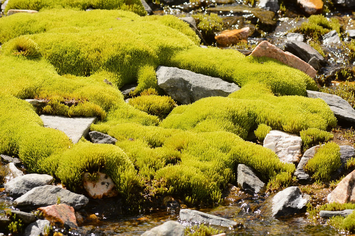 Изображение особи Bryum schleicheri.