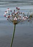 Butomus umbellatus