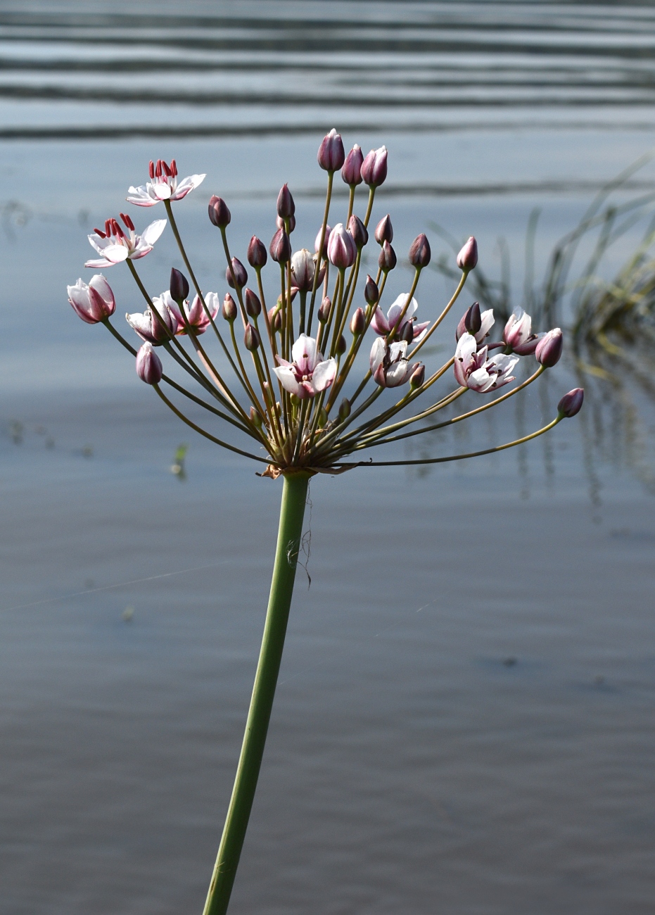 Изображение особи Butomus umbellatus.