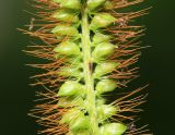 Setaria pumila