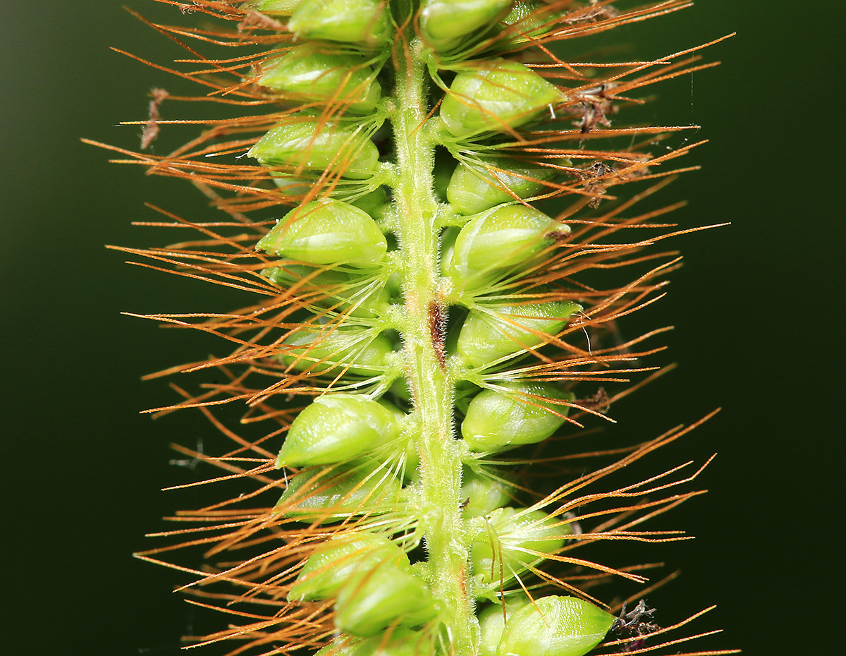 Image of Setaria pumila specimen.