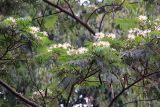 familia Fabaceae. Ветви с соцветиями и прошлогодними соплодиями. Бутан, дзонгхаг Монгар, национальный парк \"Phrumsengla\". 05.05.2019.