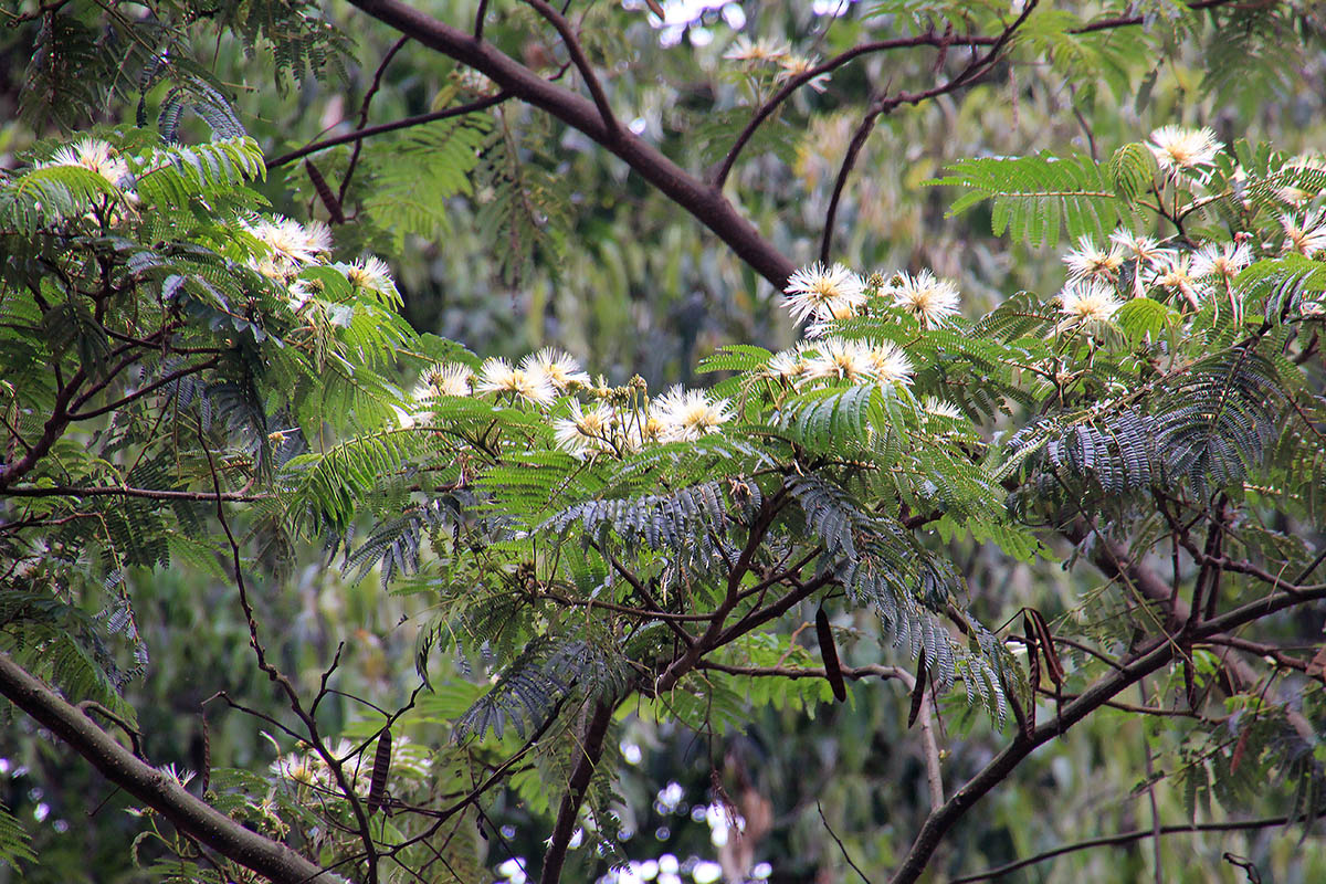 Image of familia Fabaceae specimen.