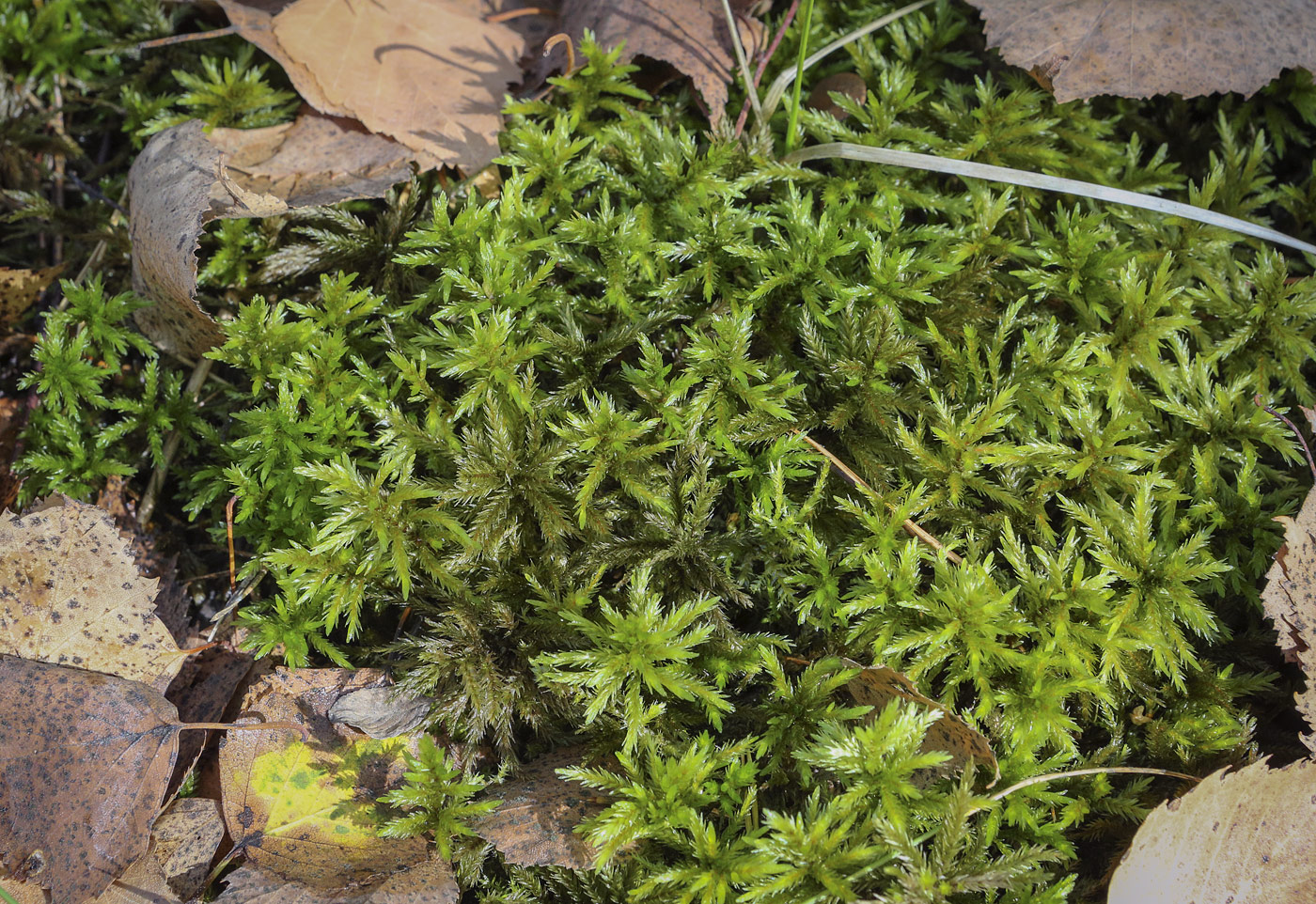 Image of Climacium dendroides specimen.