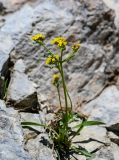 Patrinia sibirica