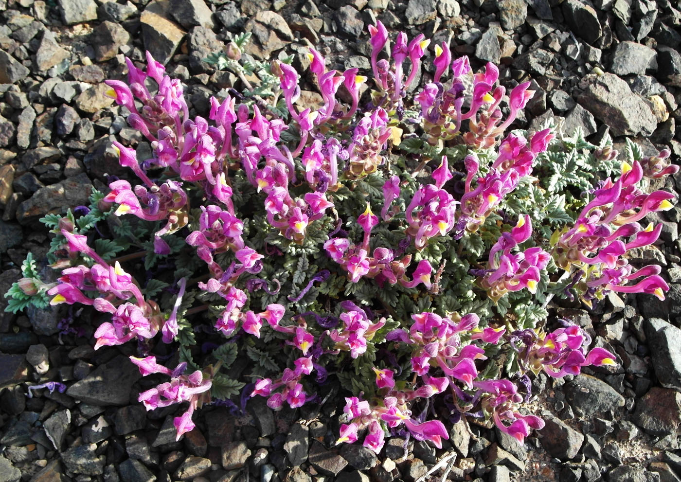 Image of Scutellaria turgaica specimen.
