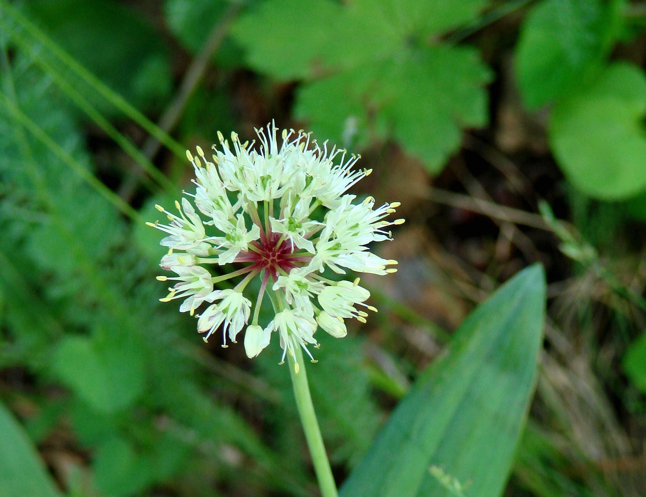 Image of Allium microdictyon specimen.