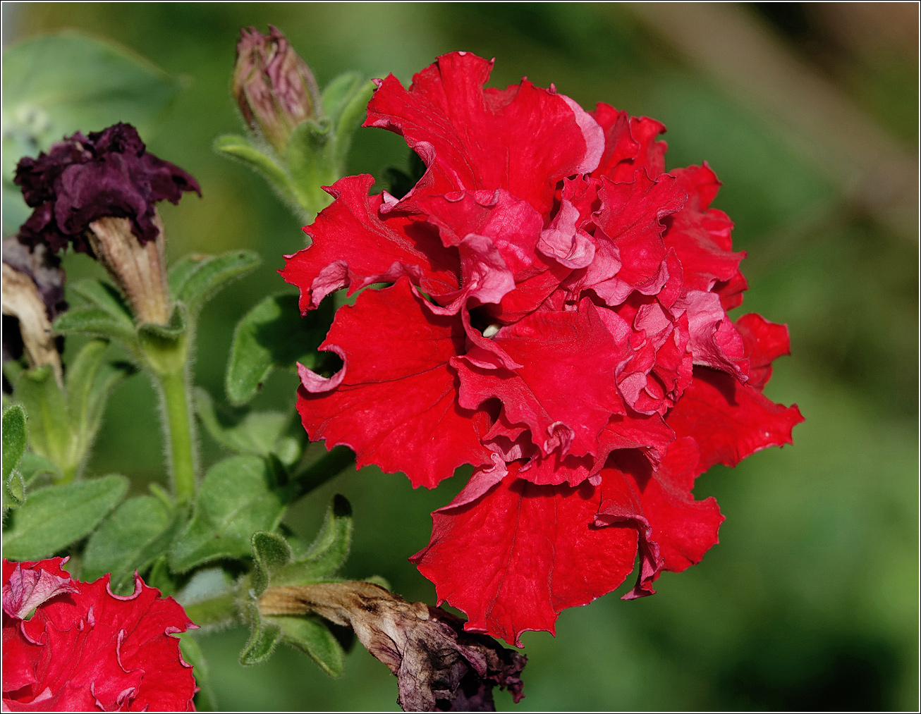 Изображение особи Petunia &times; hybrida.