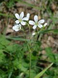 Cerastium pauciflorum. Соцветие. Иркутская обл., Слюдянский р-н, окр. пос. Култук, луг. 04.06.2022.