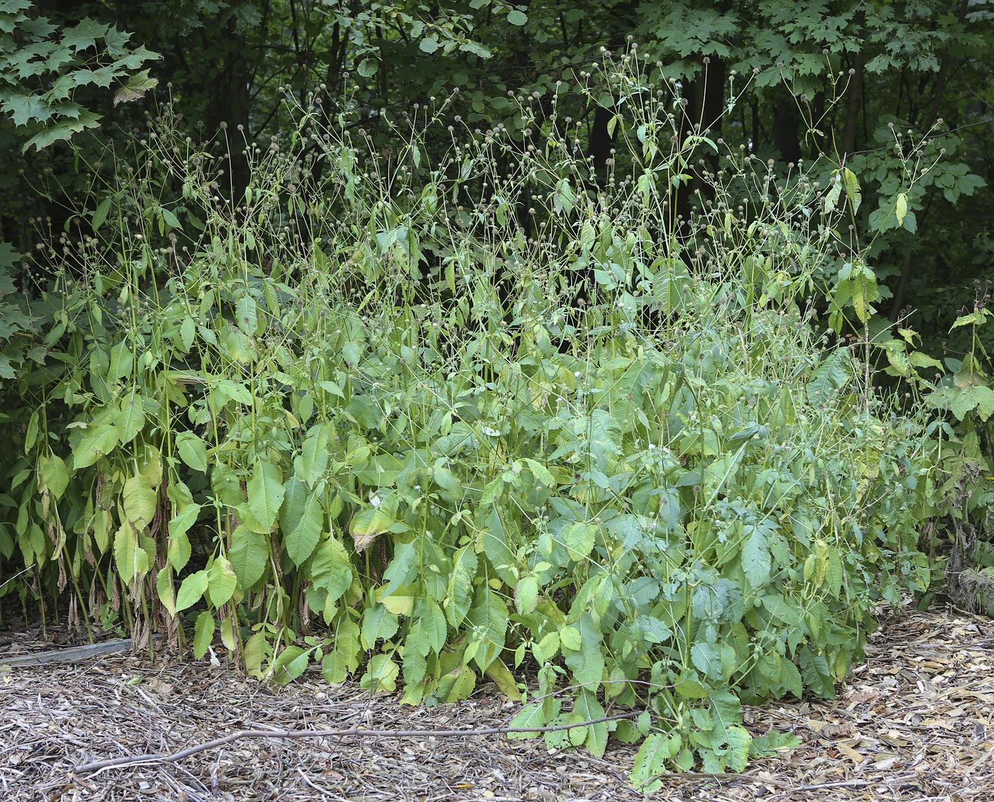 Изображение особи Dipsacus pilosus.