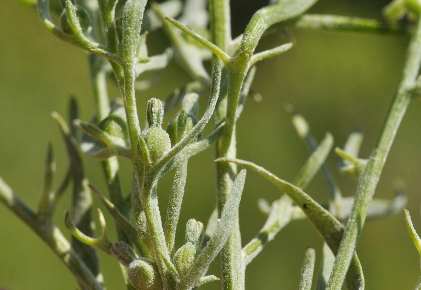 Image of Thesium chinense specimen.