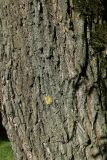 Salix alba. Часть ствола старого дерева с пятнами накипных лишайников. Санкт-Петербург, Кировский р-н, внутриквартальная зелёная зона. 10.09.2022.