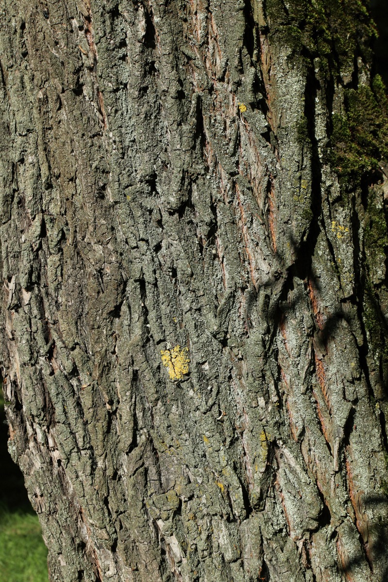 Image of Salix alba specimen.