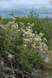 Antennaria dioica. Куртина плодоносящих растений (в сообществе с плодоносящей Vaccinium uliginosum s.l.). Мурманская обл., Кольский р-н, окр. с. Териберка, природный парк «Териберка», высота 111.7, лишайниково-кустарничковая тундра, нарушенный участок склона. 04.08.2022.