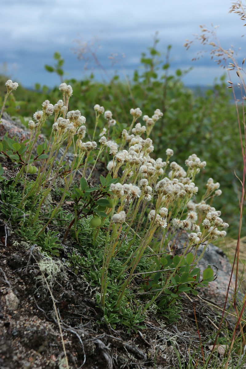 Image of Antennaria dioica specimen.
