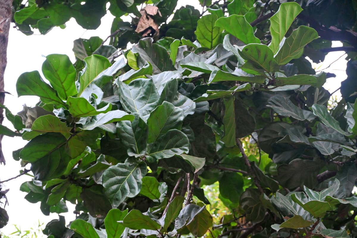 Image of Ficus lyrata specimen.