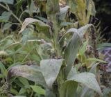 Verbascum densiflorum. Средняя часть растения с пазушными соплодиями. Москва, Аптекарский огород, экспозиция лекарственных растений, в культуре. 18.09.2022.