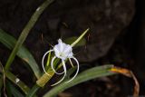 Hymenocallis littoralis