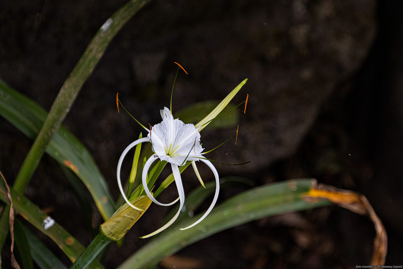 Изображение особи Hymenocallis littoralis.