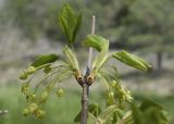 Acer monspessulanum