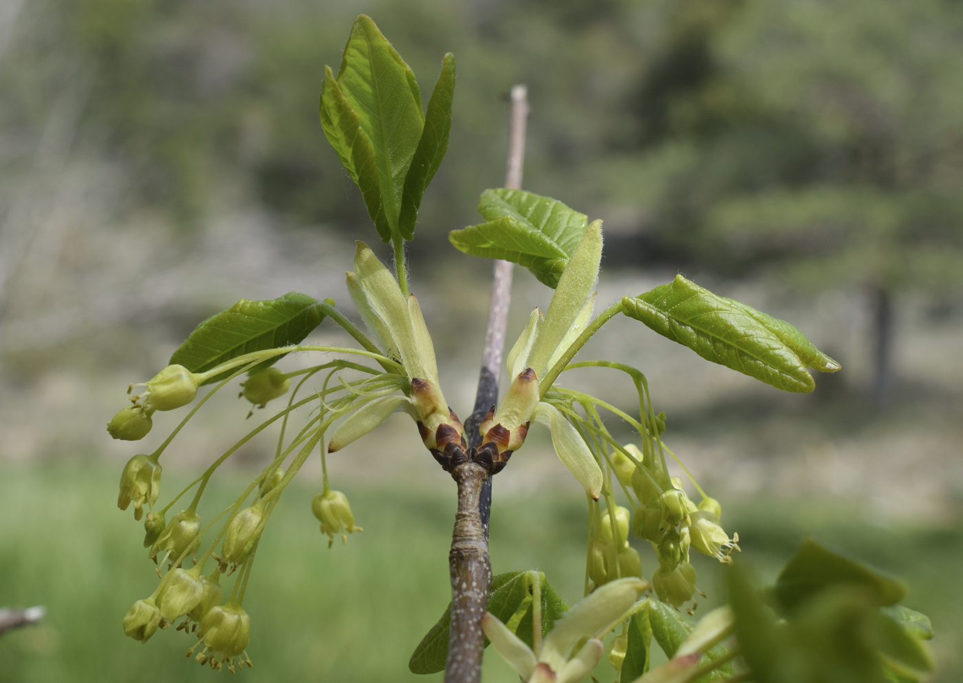 Изображение особи Acer monspessulanum.