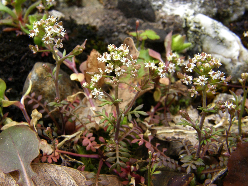 Изображение особи Hornungia petraea.