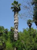 Washingtonia filifera. Взрослое дерево. Абхазия, г. Сухум, Ботанический сад. 24 июля 2008 г.