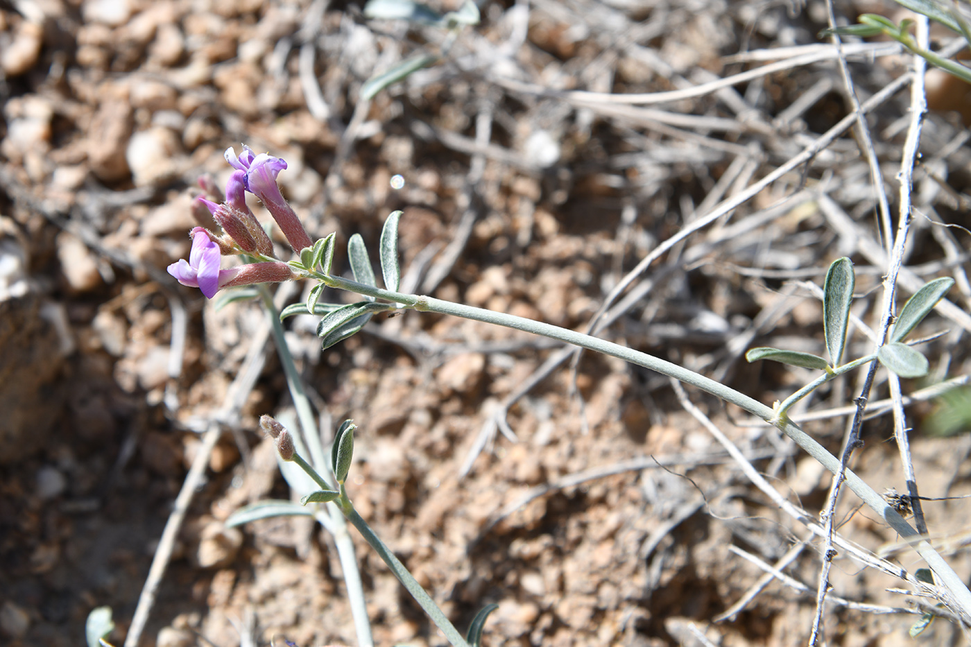 Изображение особи род Astragalus.