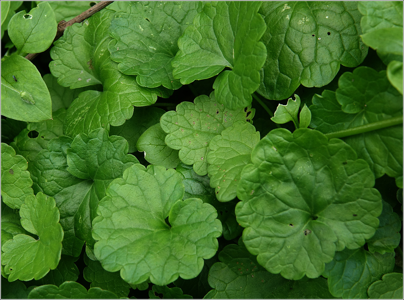 Image of Glechoma hederacea specimen.