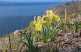 Iris humilis