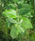 Salix myrsinifolia