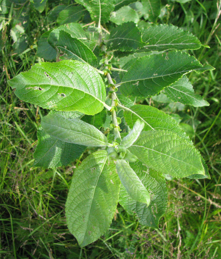 Изображение особи Salix myrsinifolia.