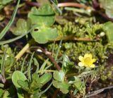 Ranunculus natans