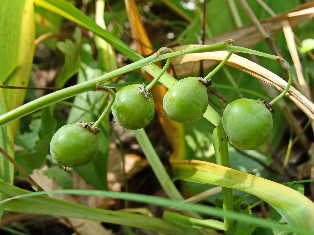 Image of Convallaria keiskei specimen.