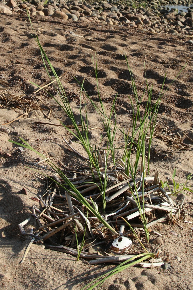 Изображение особи Typha angustifolia.