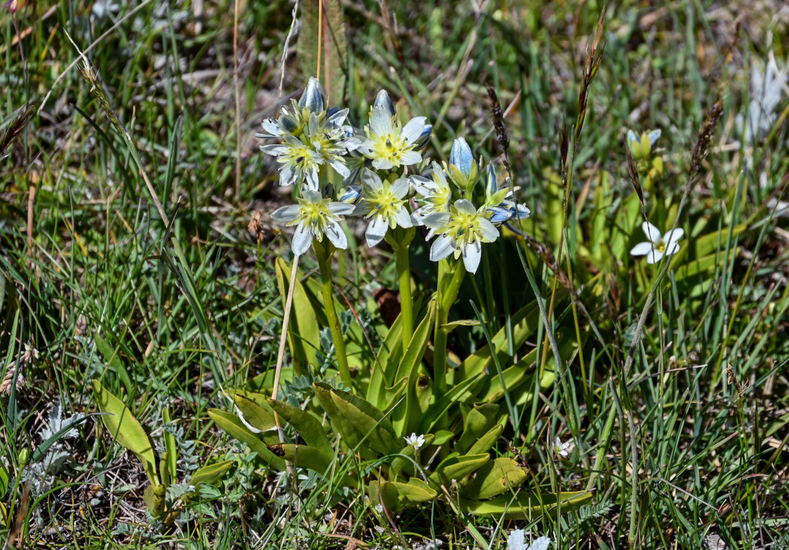 Image of Swertia marginata specimen.