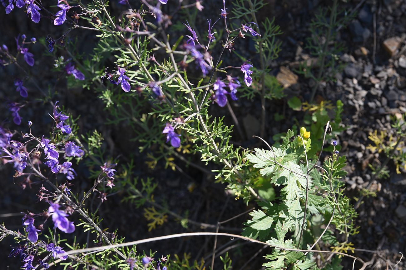 Image of Teucrium orientale specimen.
