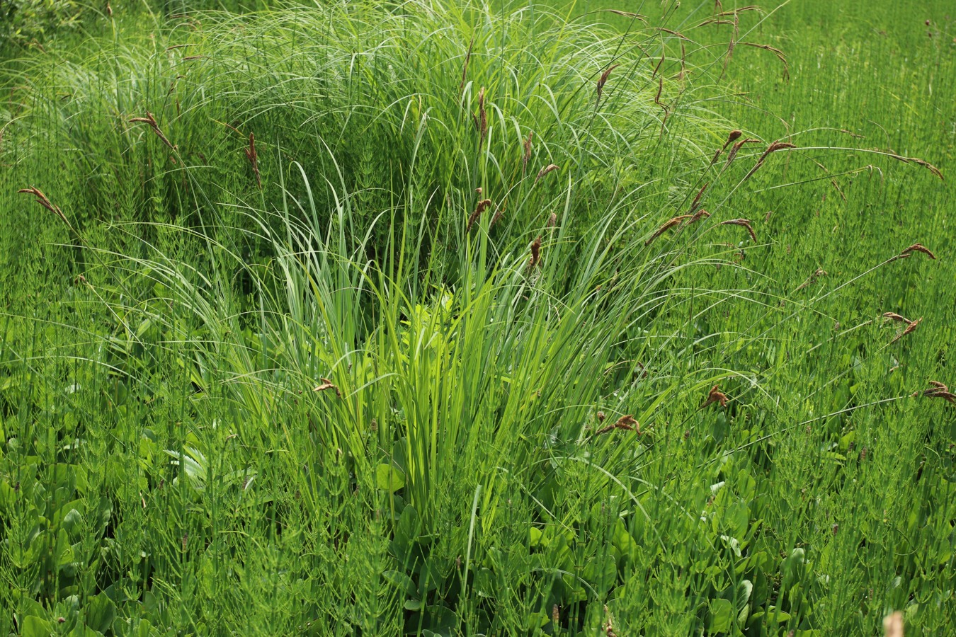 Image of Carex omskiana specimen.