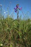 Campanula rapunculoides