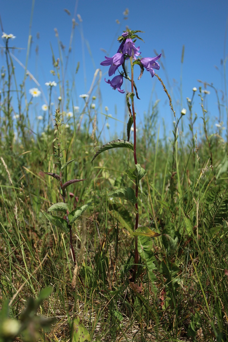 Изображение особи Campanula rapunculoides.