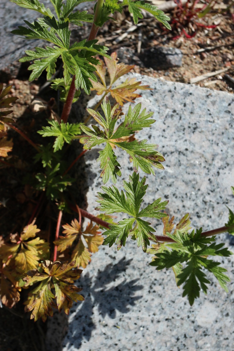 Изображение особи Potentilla intermedia.