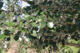 Populus alba